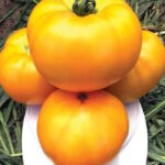 Томат Шафрановый Верблюд