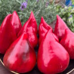 Перец Нафаня