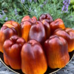 Перец Пурпурная дымка на золоте