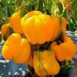 Перец Златогривый Лев