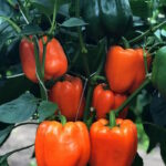 Перец Диво Дивное