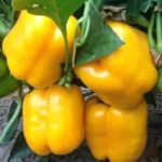 Перец Шай бьюти желтый