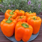 Перец Оранжевый Король