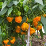 Перец Машрум желтый