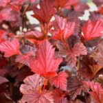 Пузыреплодник Андре