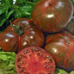 Томат Амурский тигр