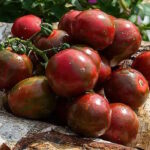 Томат Ци Бы Ю