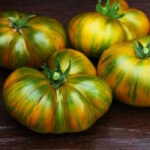 Томат Дельта Мосс