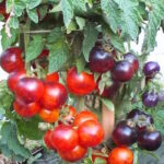 Томат Полосатый Энто