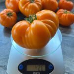 Томат Оранжевый меннонит