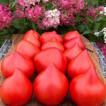 Томат Фатер Рейн