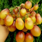 Томат Сказочный ангел