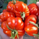 Томат Русско-Сицилийская тогетта