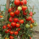 Томат Минусинские гирлянды