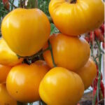 Томат Большой Лимонный Оксхард