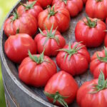 Томат Mapмaндe