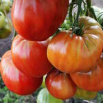 Томат Мясное чудо