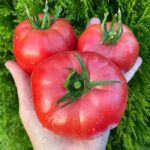 Томат Яблочный Люкко