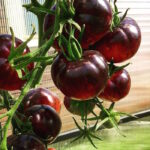 Томат Аметистовая драгоценность