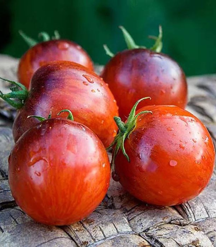 92387_Томат Полосатый Балканский Тигр_03 Томат Полосатый Балканский Тигр — изображение 1