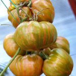 Томат Грин Копиа