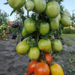Томат Минусинская Алёнка