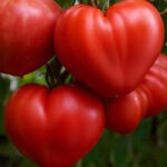 Томат Сердце Кенгуру