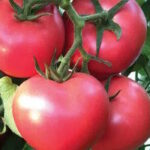 Томат Роза ветров