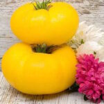 Томат Королева Банксия