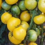 Томат Луна Баросса