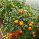 Томат Оранжевый Пикси