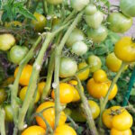 Томат Лапа кенгуру желтая