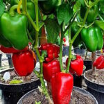 Перец Мастодонт