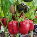 Перец Агаповский - ранний