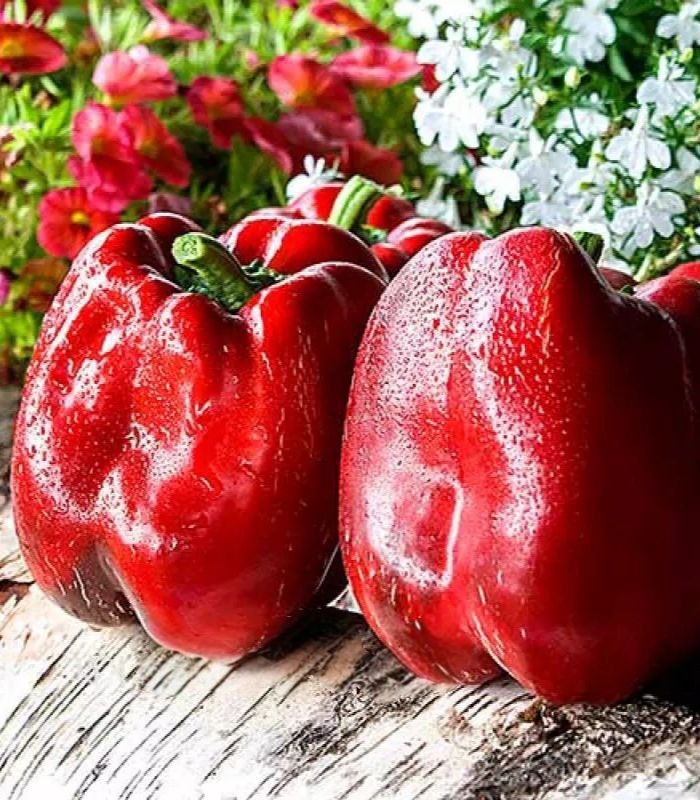 93059_Перец Революция_01 Перец Революция — изображение 1