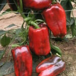 Перец Гигант Ивкина