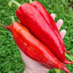 Перец Ереванский