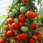 Томат Алёнка