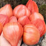 Томат Долговязая Салли