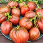 Томат Гном Грааль