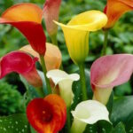 Калла (микс) 3 клубня