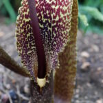 Сауромматум пятнистый