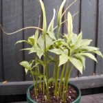 Пинеллия стопорассечённая