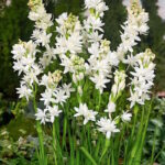 Тубероза Зе Перл