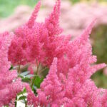 Астильба Кобленц