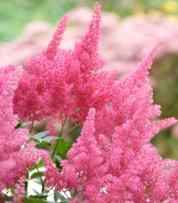 Главная 10073 astilba koblenc 01