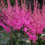 Астильба Мэгги Дэйли