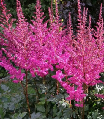 Главная 10074 astilba mjeggi djejli 01