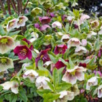 Морозник восточный (Микс)