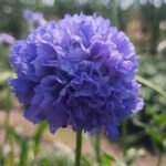 Скабиоза кавказская Блю Лэйс